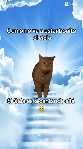 Esa no, porque lloro 😢 #foryou #parati #cala #igomeow #michi #rip #calabaza #fyppppppppppppppppppppppp 