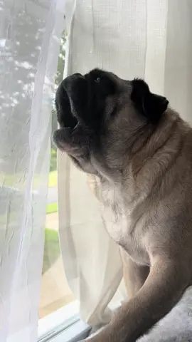 on Mondays, he rages 👹 #pugs #scream #fypp #funny #monday 