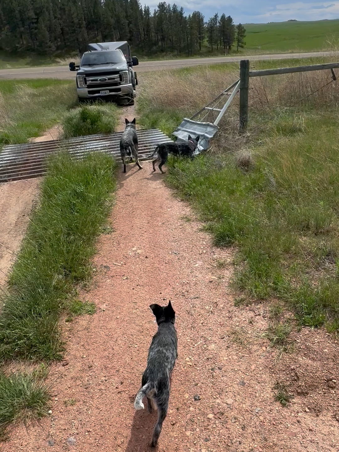 Dogs and puppies are figuring out how to get across a cattle guard #BVIRAL @gluckponyexpress