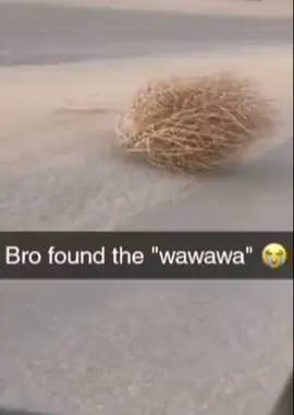 #wawawa #wüstensound #fyp #viral #fypage #goviral 