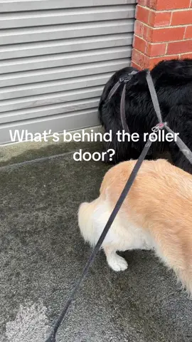 So much sniffing, what’s in there?! 
