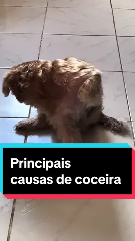 Coceira em cães. 