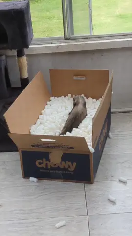 Fred and Dart  #funnyferrets #goingwild #funny #noodles #carpetshark #stinkwheels #ferret #zoomies #babies #sillybabies #fypシ゚viral 