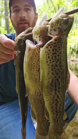 Replying to @barretmyers Fly fishing and making trout tacos 🎣 #foryou #foryoupage #catchandcook #Outdoors #selfreliance #flyfishing #trout 