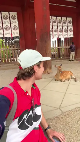 Fun little interview 🦌 #japan #fyp 