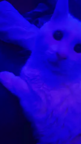 This sound gave my cat the look of terror tho…👀👀