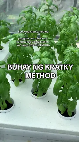 If ever na may work ka, other business, pamilyado or tambay, pwedeng pwede mo maging extra income ang paghhydroponics lalo na kapag under kratky method ka. Pagkatanim mo waiting ka nalang sa harvest date. If ever naman na magttravel ka, make sure lang yung time na wala ka naitransfer na lahat ng mga seedlings mo para waiting nalang sa harvest date. Also, sa seedling tray make sure na naka bottom watering yan. 👌🏻  Okay, saan ba maganda magtravel? International o Domestic? 🤣#kratkymethod #hydroponicsystem #hydroponics #hydroponicsphilippines #hydroponicsforbeginners #hydroponicsbeginner #hydroponic 