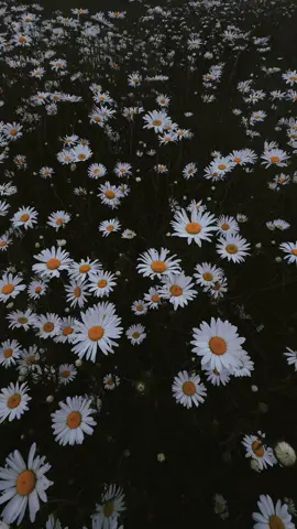 Daisy season 🌼🌼🌼 #flowers #daisy #flowersoftiktok #plants #flower #plantsoftiktok #planttiktok #flowersoftiktok #flowertok #spring #springflowers #pnw #moody #pretty #pnwlife #plantlover #pnwwonderland 