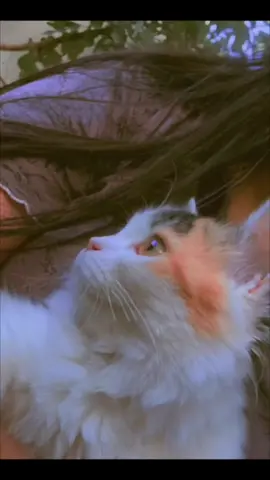 عدكم هيج حلوه بالبيت 🥹❤️#بزوناتي_اللطيفات🐱💖 #ستوريات_بنات #الانبار_الفلوجه #الرمادي_شارع_المستودع #حديقتنه_الجميله😍🌼🌺 #لطيفاتي😿💗✨ #اكسبلورexplore #الفلوجه_شموخ_عزالانبار #حبيبتي_وروحي🤍💕🤍 #الانبار_موصل_بغداد_اربيل_كل_المحافظات #جيش_حسحس #تيك_توك_عرب 