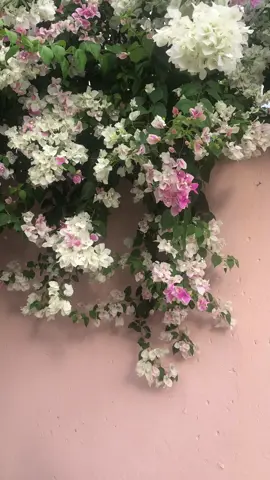 #fyp #fy #bougainvillea #flowers #davao #explore