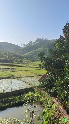 Bikin Betah Ini mah #suasnapedesaan #cianjurselatan #sulingsunda #persawahan #fypシ゚viral #soundviral 