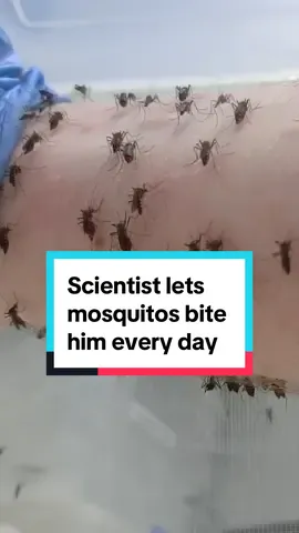 Feeling itchy? 🦟 A scientist at the University of Melbourne has been working with mosquitoes for over a decade, sacrificing himself for his research in reducing the spread of dengue fever #mosquito #mosquitobites #melbourne #unimelb 