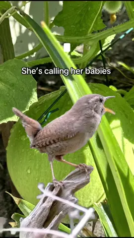 #CapCut cute bird #birdsong #foryou #birdmom #foryoupage 