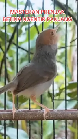 MASTERAN PRENJAK BETINA NGENTIR PANJANG  #prenjakbetina  #prenjakbetinagacor  #prenjakbetinagacornembakpanjang  #prenjakbetinangetirpanjang  #prenjakbetinamemanggiljantan  #suarapikatprenjak  #masteranprenjakbetina  #burungmasteran  #pakanprenjak  #vitaminprenjak  #penggacorprenjak  #kicaumania  #fypシ゚viral #burungviral #fypburung #kicaumaniaindonesia 