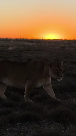 A great feeling seeing our lions on our adventure tour with our volunteers roaming around in their 180 ha enclosure. Such a great feeling of knowing animals that was meant for hunting can have a relaxing life Explore the heart of Felidae! From volunteering opportunities to educational tours and thrilling adventures amidst free-roaming lions, there's something for everyone. Visit our site for more info:    https://linktr.ee/felidae. #Felidae #Wildlife #VolunteerLife #Adventure #SouthAfrica #Travel🦁@Marnix_goes_Wild 
