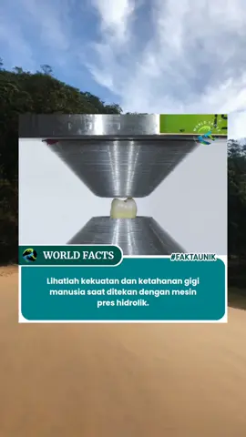 Gigi manusia memang terkenal kuat, bahkan merupakan bagian tubuh terkeras yang kita miliki. Ada beberapa faktor yang membuat gigi begitu kuat, yaitu : 1. Enamel Lapisan terluar gigi ini terbuat dari enamel, zat terkeras dalam tubuh manusia. Enamel mengandung kalsium, fluor, dan fosfat, serta tersusun dari protein dan kristal mikroskopis yang rapat. Struktur ini membuatnya jauh lebih kuat daripada tulang. 2. Dentin Di bawah enamel terdapat dentin, lapisan yang lebih lunak namun tetap kuat dan padat. Dentin mengandung tubulus dentin yang berisi saraf dan pembuluh darah, sehingga gigi bisa merasakan rangsangan panas, dingin, dan nyeri. 3. Akar Gigi Akar gigi tertanam kuat di dalam tulang rahang. Akar gigi ini dilapisi oleh semen yang mengikat gigi pada tulang. Struktur ini memberikan penyangga yang kokoh dan memungkinkan gigi untuk menahan tekanan saat mengunyah. 4. Struktur Gigi Gigi memiliki struktur yang unik, dengan bentuk yang berbeda-beda sesuai fungsinya. Gigi seri digunakan untuk memotong makanan, gigi taring untuk merobek, geraham depan untuk menghancurkan, dan geraham belakang untuk menggiling. Bentuk dan struktur ini membantu gigi untuk mendistribusikan tekanan secara merata saat mengunyah. 5. Evolusi Gigi manusia telah berevolusi selama jutaan tahun untuk menjadi kuat dan tahan lama. Hal ini karena manusia purba membutuhkan gigi yang kuat untuk mengunyah makanan keras seperti daging mentah dan tumbuhan berserat. Meskipun gigi manusia kuat, tetap perlu dijaga kesehatannya agar terhindar dari kerusakan. Menyikat gigi dua kali sehari, menggunakan benang gigi, dan memeriksakan diri ke dokter gigi secara rutin dapat membantu menjaga kesehatan gigi dan gusi. FACTS : • Gigi manusia dapat menahan tekanan hingga 1000 Newton, setara dengan berat 100 kilogram! • Enamel gigi tidak dapat diperbaiki sendiri jika rusak. • Gigi manusia adalah satu-satunya bagian tubuh yang tumbuh dua kali. Gigi susu akan tanggal dan digantikan oleh gigi permanen. #worldfacts18_ #faktaunik #fyp 