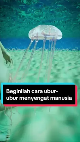 Beginilah cara ubur-ubur menyengat manusia #tutorial #cara #alam #hewan #ilmupengetahuan #natural 