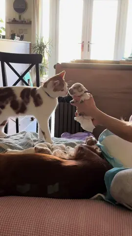 Just a 7 month kitten being the most patient & gentle uncle he could be to 6 puppies #kitten #puppies #puppy #cockerspaniel #BestFriends #uncle #marmalade #maple #catanddog #kittenandpuppy 