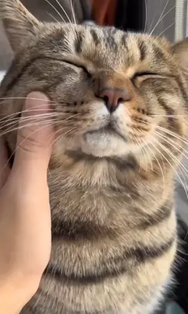 #catsoftiktok #cutecat #fyp 