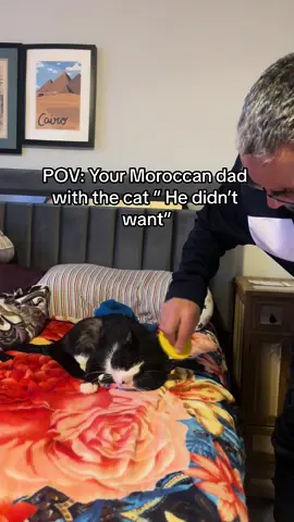 Why are they all like this, at first they dont want it and then become bffs 🥹🥹 #fyp #northafrican #dadsbelike #morocco🇲🇦 #🇲🇦🇩🇿🇹🇳 #catsoftiktok 