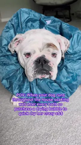 Bought my dog a bubble 🛁😂💈 #dogsoftiktok #englishbulldog #foryoupage 