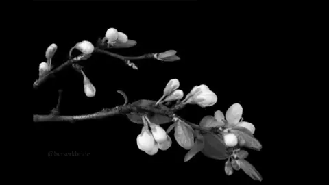 #lanadelrey #missdaytona #prettywhenyoucry 