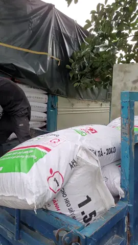 Táo đỏ đến với bà con. 