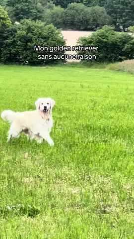Un cheval de dressage 🤷🏻‍♀️ #goldenretriever #fyp #pourtoi #foryou 