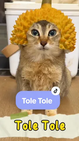 Tole Tole 😻 #fakesituation  #doredore #cat #catsoftiktok #cats #fyp #kucing #pet  #kittensoftiktok 