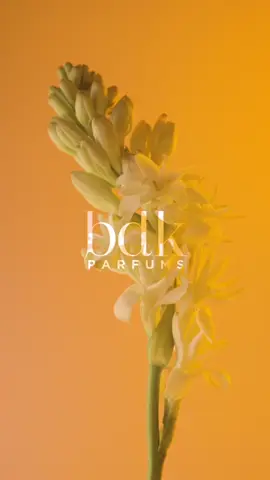 TUBÉREUSE IMPÉRIALE Launched at the Maison's creation in 2016, Tubéreuse Impériale is a tribute to tuberose. A bouquet of white flower composed of ylang-ylang from the Comoros and Egyptian jasmine, dances aroud this majestic flower.  #bdkparfums #parfums #fragrancetok #fyp #fragrancelover #perfumetiktok #fragrancetiktok #nicheperfume #nichefragrance #pourtoi #sensualperfume #eaudeparfum #scentoftheday #scent #parfumery #trendy #tuberose #tubereuseimperiale 