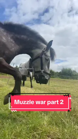 Viva la revolution! #equestrian #horsetok #equestrianvibes #equine #horsesoftiktok #equestrianlife #horseriding #horsetiktok #horsegirl #fyp 