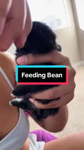 Feeding Bean 🩵🐰 #bunniesoftiktok #bean #baby #babyboy #feedingtime #dwarfbunny 