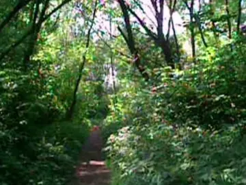 ⋆.ೃ࿔* :･๋࣭ ⭑๋࣭ ⸙ ⋆.ೃ࿔* :･ #digitaldiary #memories #digitalcamera #digitalvideo #foryou #digital #nostalgia #nostalgic #nature #forest #undertale #calm #fairy 