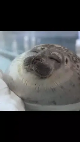 cute seal ○~○ #тюлень #кьюти #seal #cute #viral #silly #funny #cutie #sillyseal #sealtok #foca #focafan #sillyanimals #happyseal #funnyseal #sealife #sillysealboy #awww #seals #cuteanimals #fyp #foryou #foryoupage #fy 