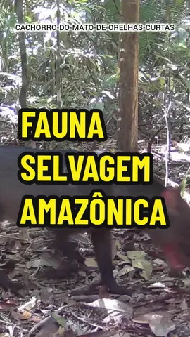 Fauna Selvagem Amazônica: Diversas Espécies Animais da Amazônia Exibidas em um Vídeo de Um Minuto. No vídeo 