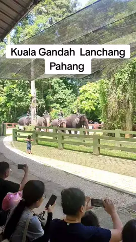 #kualagandah#kualagandahelephantconservationcentre #gajah#masukpercuma#fyp #fypage 