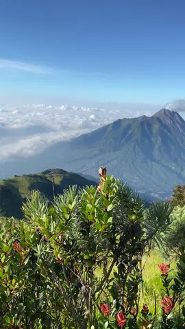 Merbabu dan keindahannya😍  #fyp? #fyp #fypシ゚viral #pendakigunung #pendaki #pendakiindonesia #pendakigunungindonesia #mentahan #bahansmu #story #merbabu #gunungmerbabu #gunung #selo #boyolali #wonderfulindonesia 