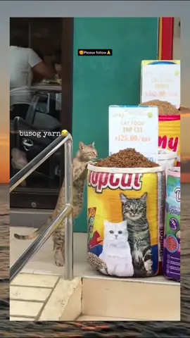 cats when it's time to eat 😂 #cat #cute #catvideo #cutcat #funny #pet #funnyvideo #kitty #foryou  #keşfetbeniöneçıkar 