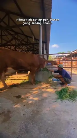 #kuliternak  #sapiviral  #rimafram #fypシ゚viral  #viraltiktok  #fypシ゚tiktok