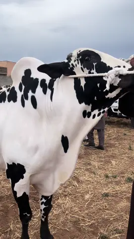 Outclass Beauty Sold Out At Jaffar Mandi 🤍🏁  #mashallah #bakraeid #qurbani #fatehjang #fatehjangibull #rawalpindi #pindi #foryou 