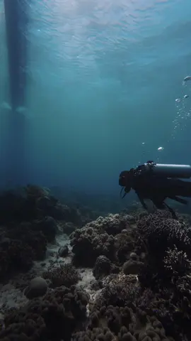 First time scuba diving in Apo Island! So mesmerized by its abundant coral reef and marine biodiversity.  And as we celebrate World Oceans Day, let's commit to making every day an opportunity to protect our oceans together  @DJI Philippines Osmo Action 4 in 4k 120fps @DJI Experience Store-One Ayala  #fyp #scubadiving #scubatiktok #djiphilippines #osmoaction4 #tiktokph 