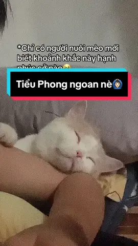 • Clip này hơi tối vì đang không bật đèn nhưng mà thằng Phong lại ôm tay mình ngủ dễ thương quá nên quay lại🥰 #tieufongtieusi #catsoftiktok #thucung #catlover 