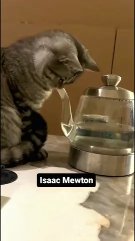 Look at the end…😭 Funny cats videos #cat #funnyanimals #funnypets #fyp 