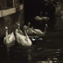 🦢🤍  #fyp #pinterest #pinterestaesthetic #swanlake #moodboardaesthetic 