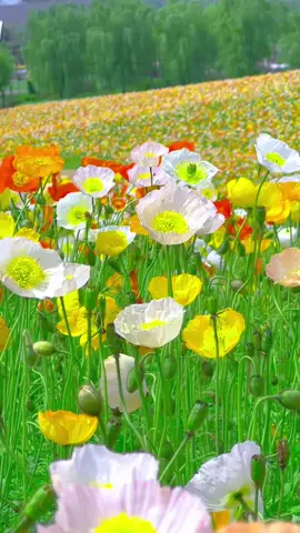 Đẹp thế này mà nhiều người xa lánh 🥹 #hoapoppy #hoadepbonmua #nhavuonanthang #nhavuonthangan #thegioihoa 