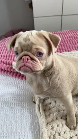 Whats that noise?🧐 #olivethepug #pug #puglove #puglover #pugnation #pugworld #pinkpug #caramelpug #pugoftheday #puglife#pugpuppy #pugmania #fyp #dogs #puppy #puppylove #fyp #pugsoftiktok #dogsound #dogsoundchallenge 