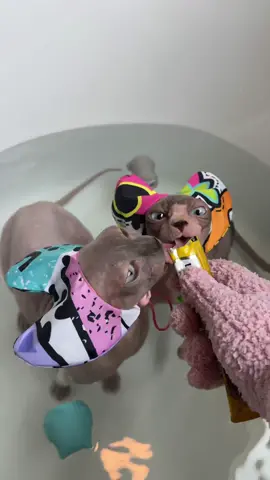 Spaw day for Neytiri and Kiri 🐾 🛁 #sphynx #sphynxcat #cat #asmr #hairlesscat