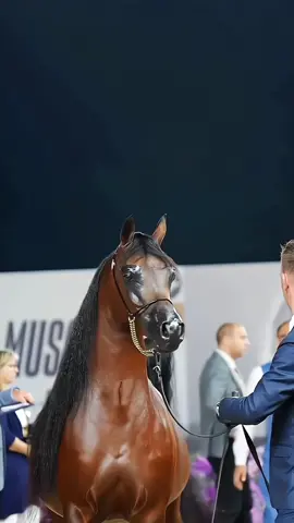 العالمي صانع أقوى سلالة الخيل العربي الأصيل  بطل العالم مروان الشقب  #arabianhorse #horse #خيول_عربية_اصيلة #مربط_الشقب #مروان_الشقب #حريري_الشقب #LearnOnTikTok #wheretovisit #WhereToEat #Summer #foryou #fyp  #الشعب_الصيني_ماله_حل😂😂 