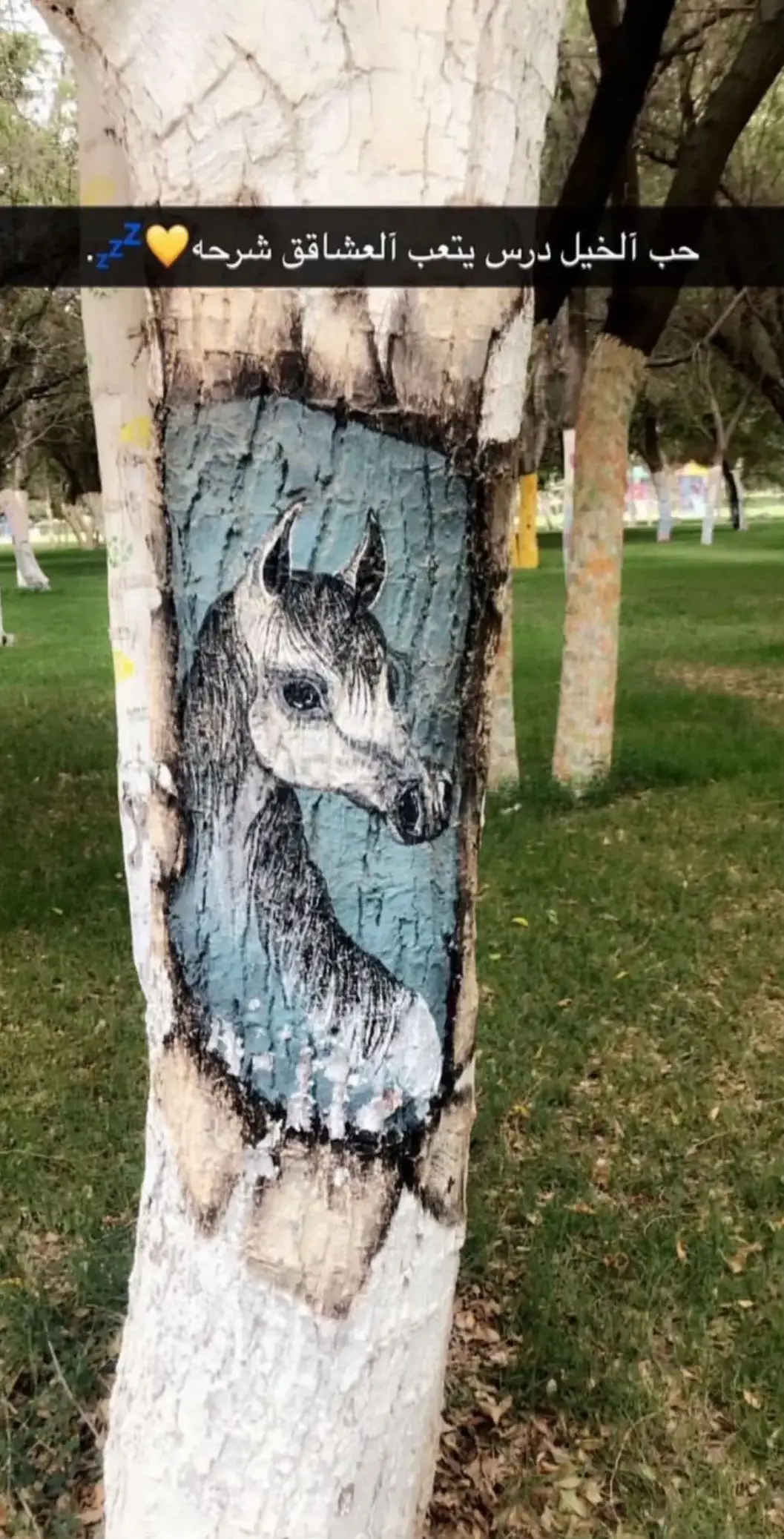 #حصان_عربي_أصيل #خيل_عربي_اصيل #تصميم_فيديوهات🎶🎤🎬 #حصان 