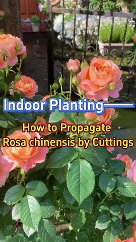 How to propagate rosa chinesis which is a rose type #homegarden #indoorgarden #houseplants #garden #plants #flowers #rose 